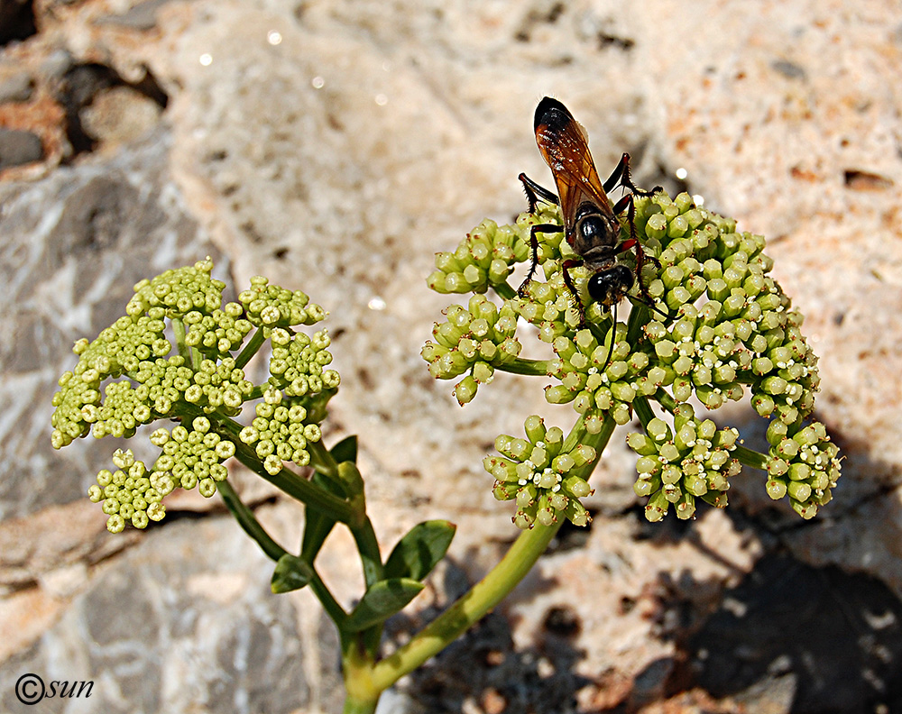 Изображение особи Crithmum maritimum.