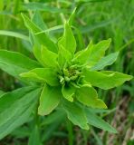 Euphorbia borodinii