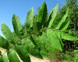 Sorbus aucuparia