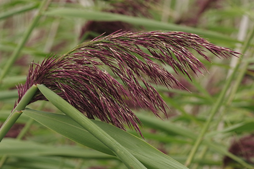 Изображение особи Phragmites australis.