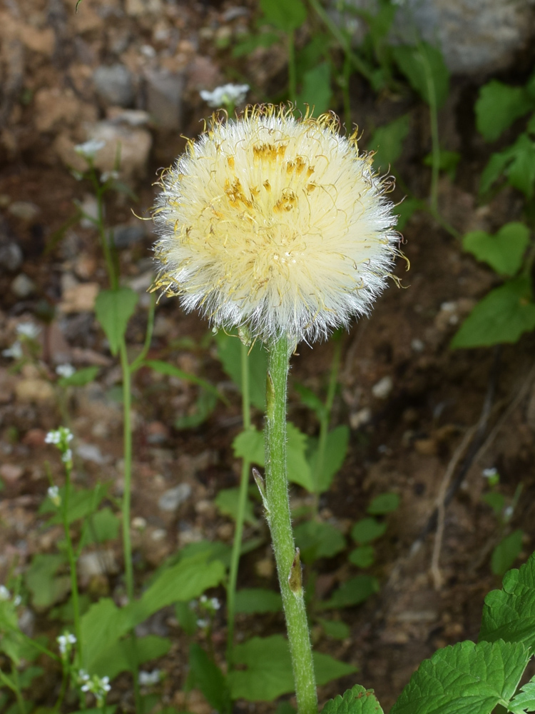 Image of Tussilago farfara specimen.