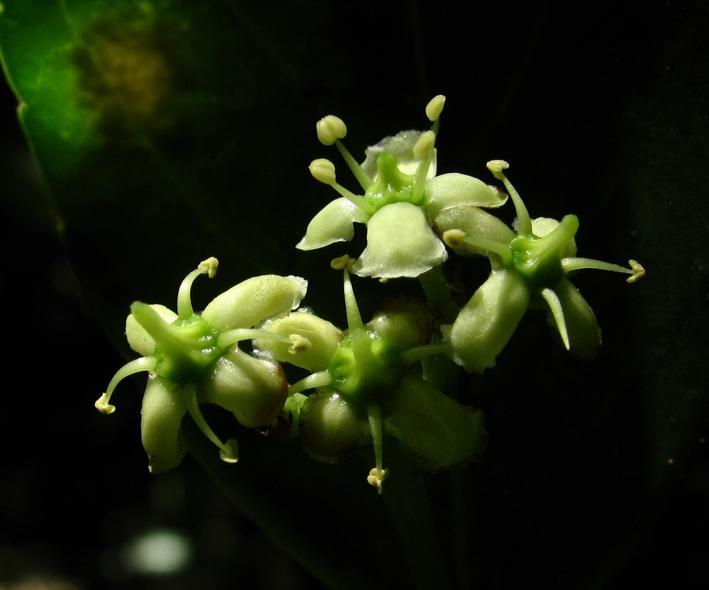 Изображение особи Euonymus japonicus.