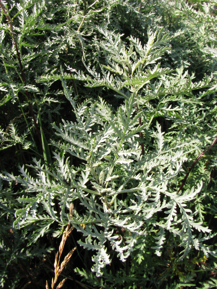 Image of Artemisia messerschmidtiana specimen.