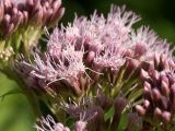 Eupatorium cannabinum. Соцветия. Псковская обл., Пушкиногорский р-н, дер. Бугрово, граница луга и тростниковых зарослей у пруда на р. Луговка. 03.08.2015.