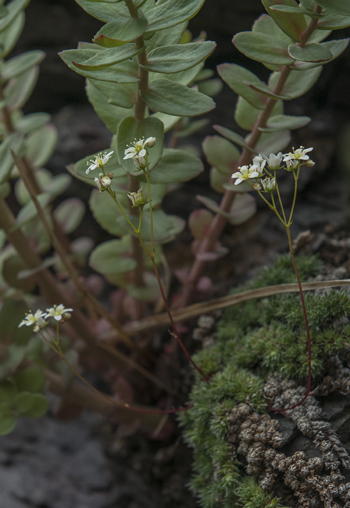 Изображение особи Saxifraga sieversiana.