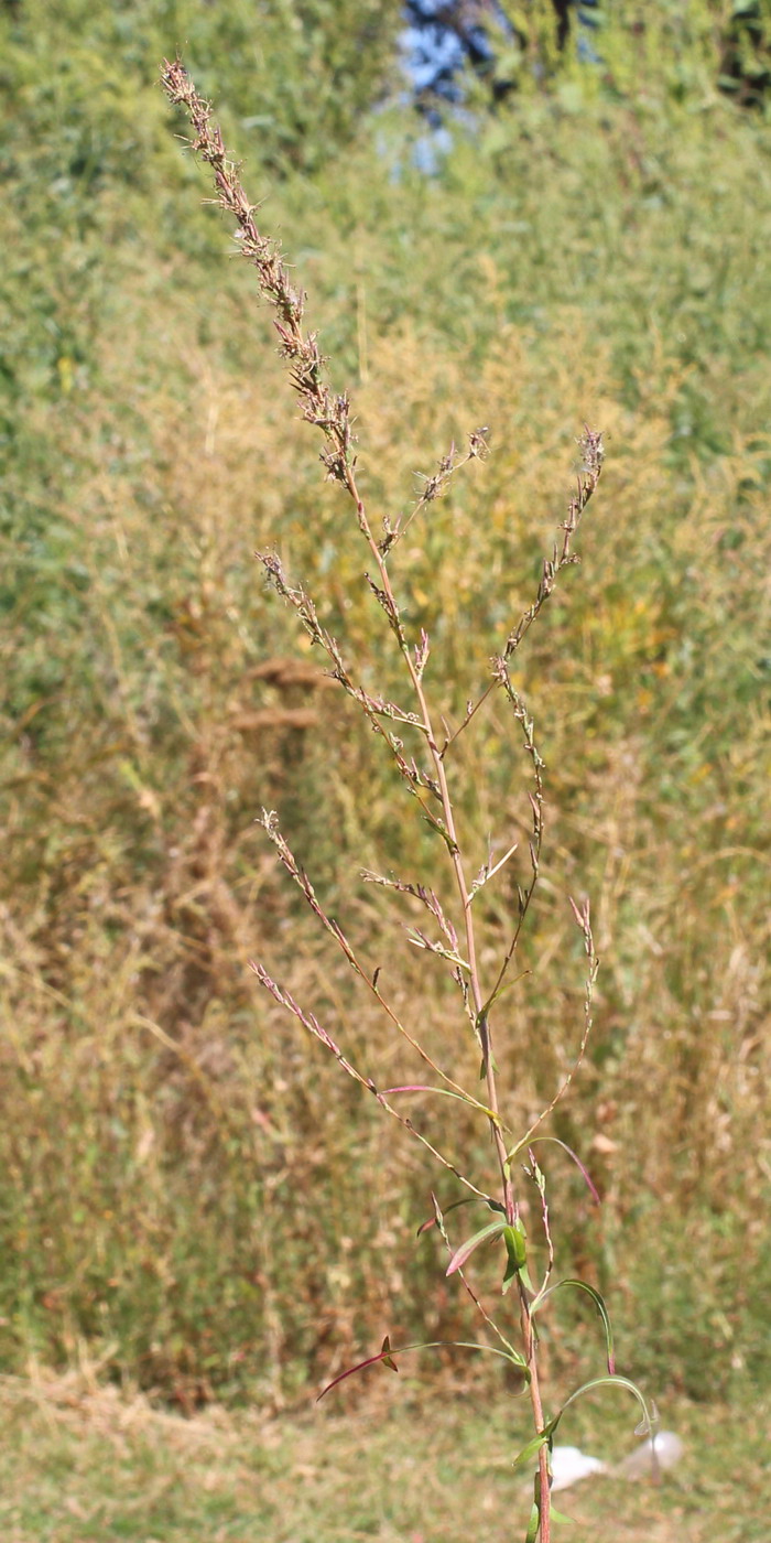 Изображение особи Lactuca saligna.