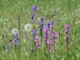 Polygala hybrida. Верхушки цветущих растений. Иркутская обл., Шелеховский р-н, окр. пос. Большой Луг. 13.06.2014.