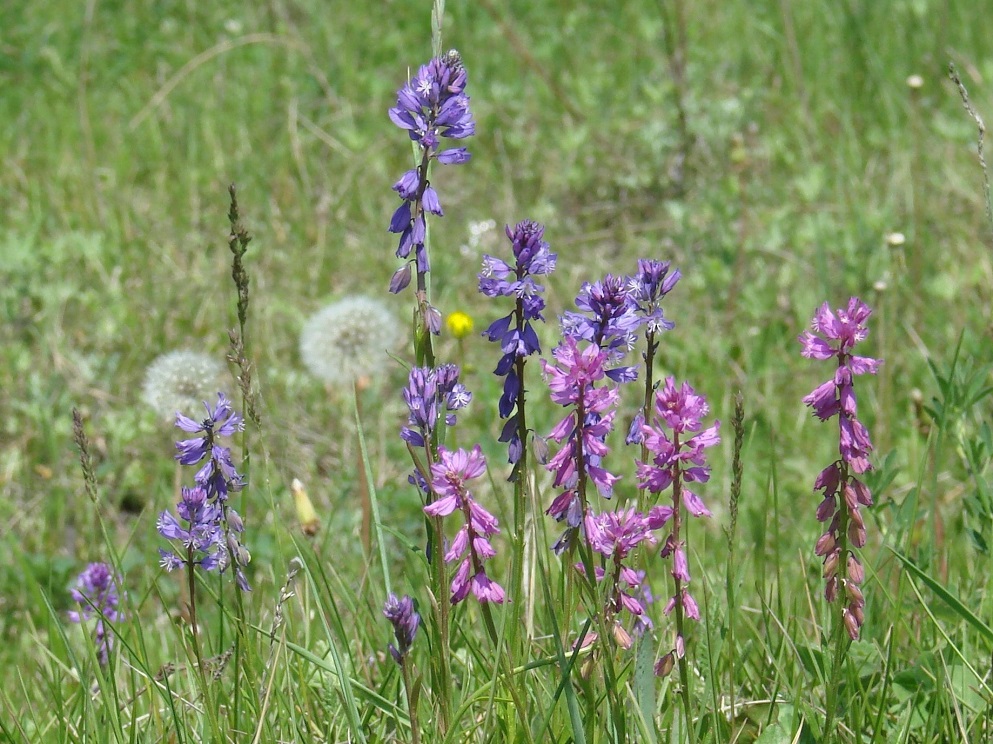 Image of Polygala hybrida specimen.