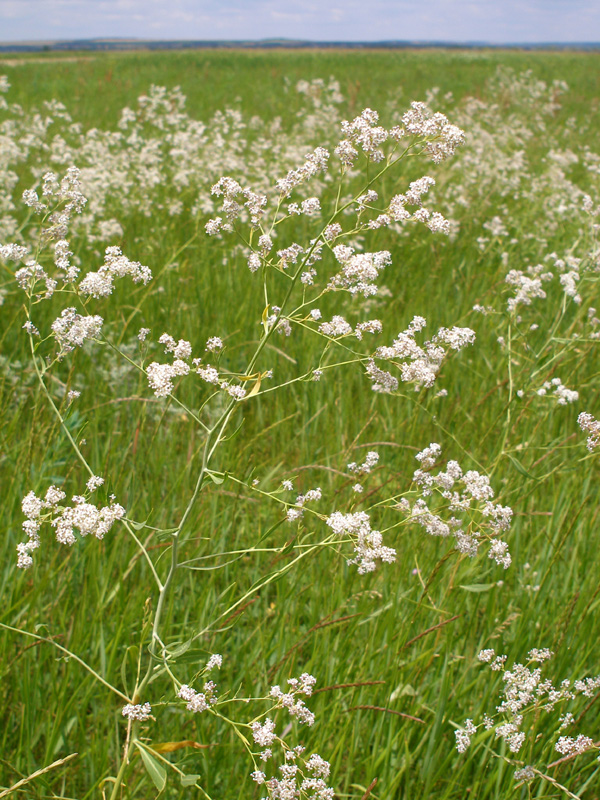 Изображение особи Lepidium latifolium.