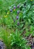 Gastrolychnis tristis. Цветущее растение. Бурятия, Окинский р-н, перевал Чойган-Дабан (выс. около 1900 м н.у.м.), луг у верхней границы леса. 05.07.2015.