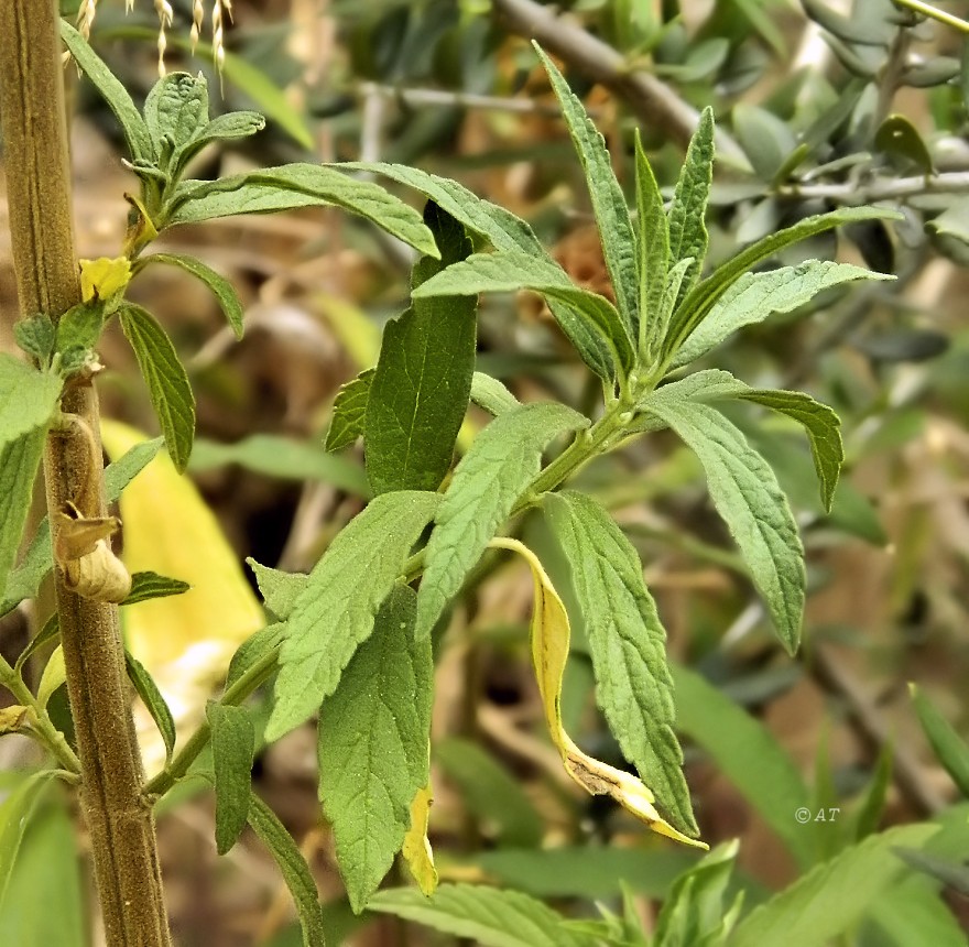 Image of Leonotis leonurus specimen.