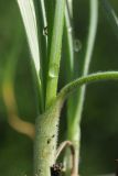 Allium eriocoleum