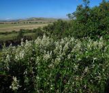 Rubus canescens. Цветущие растения. Израиль, Голанские высоты, подножие склона северо-восточной экспозиции горы Бенталь, обочина грунтовой дороги. 16.05.2013.