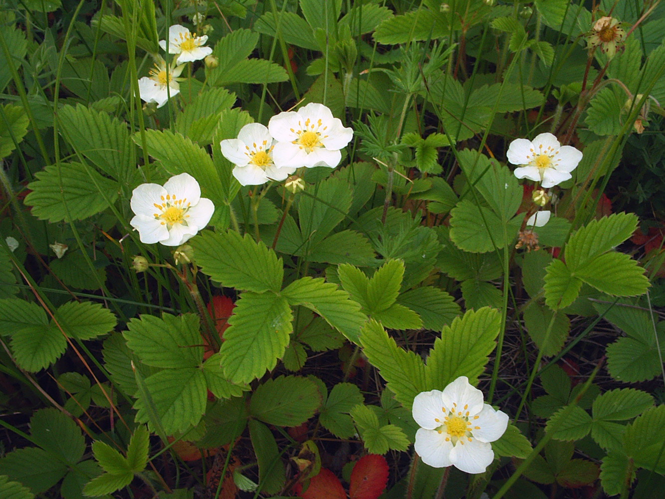 Изображение особи Fragaria viridis.