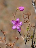 Rhododendron dauricum. Верхушка побега с цветком и бутоном. Иркутская обл., берег озера Байкал, окр. пос. Большие Коты, сосново-лиственничный лес. 03.07.2015.
