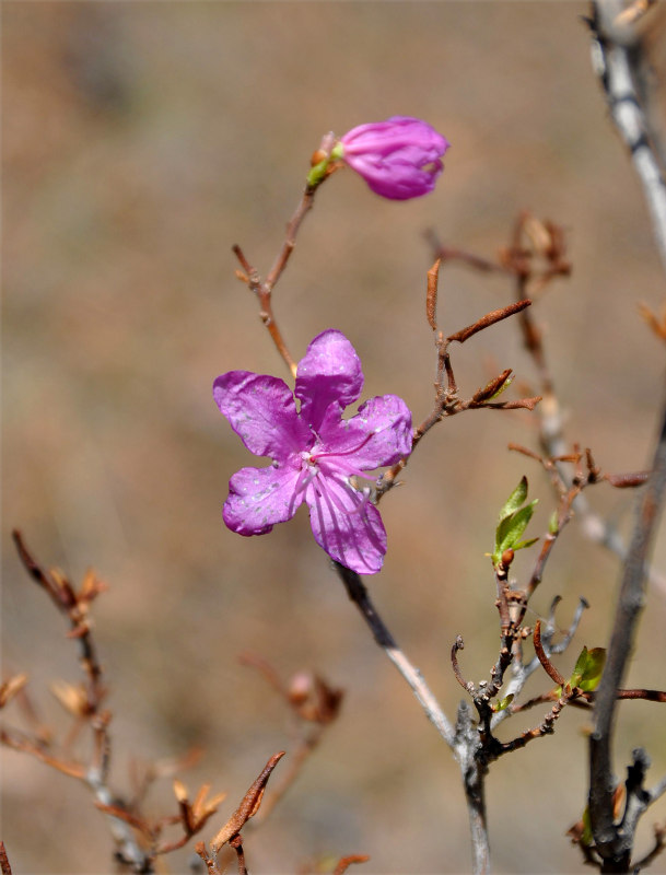 Image of Rhododendron dauricum specimen.