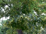 Tilia cordata. Плодоносящие ветви. Челябинская обл., г. Челябинск, парк Алое поле. 06.07.2014.