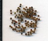 Chenopodium album. Невызревшие семена. Курская обл., г. Железногорск, пустырь. 3 декабря 2009 г.