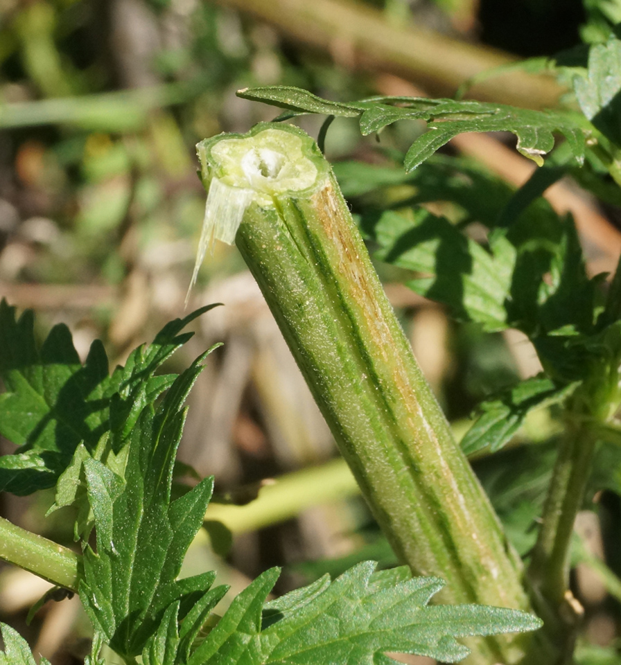 Image of Urtica cannabina specimen.