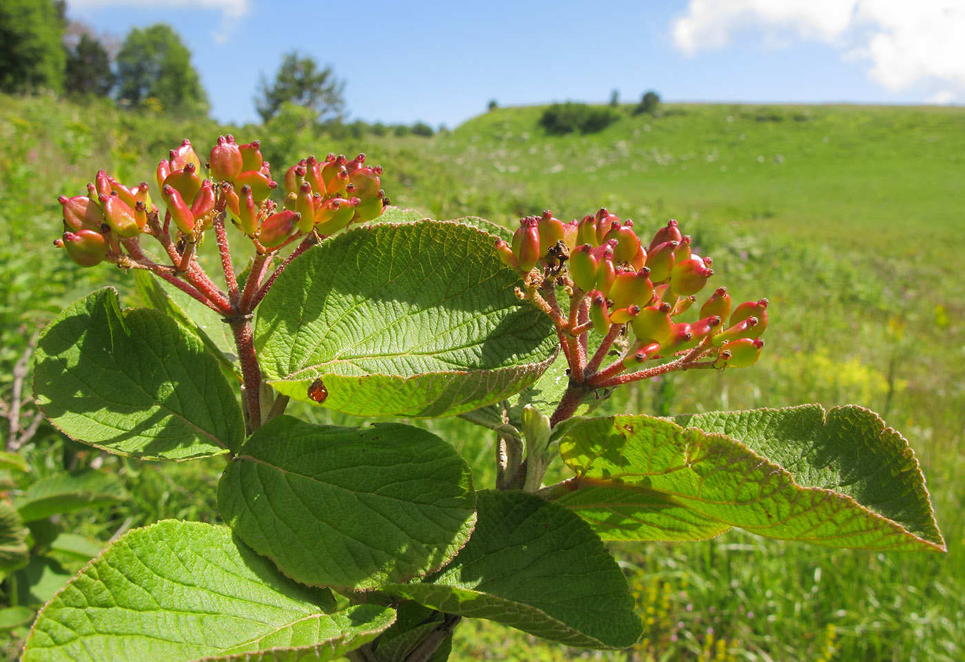 Image of Viburnum lantana specimen.