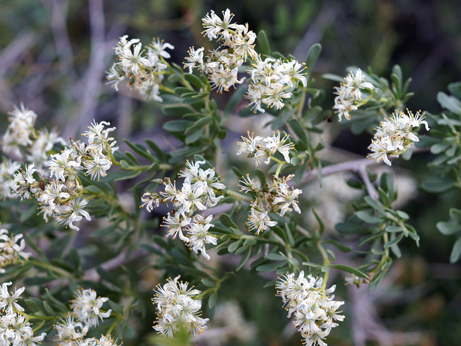 Image of Nitraria sibirica specimen.