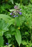 Pulmonaria mollis. Верхушка цветущего растения. Карачаево-Черкесия, окр. пос. Архыз, хребет Абишира-Ахуба, опушка смешанного леса (выс. около 1600 м н.у.м.). 15.06.2015.