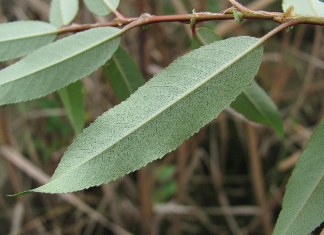 Image of Salix triandra specimen.