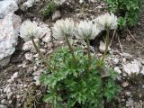 Trollius lilacinus