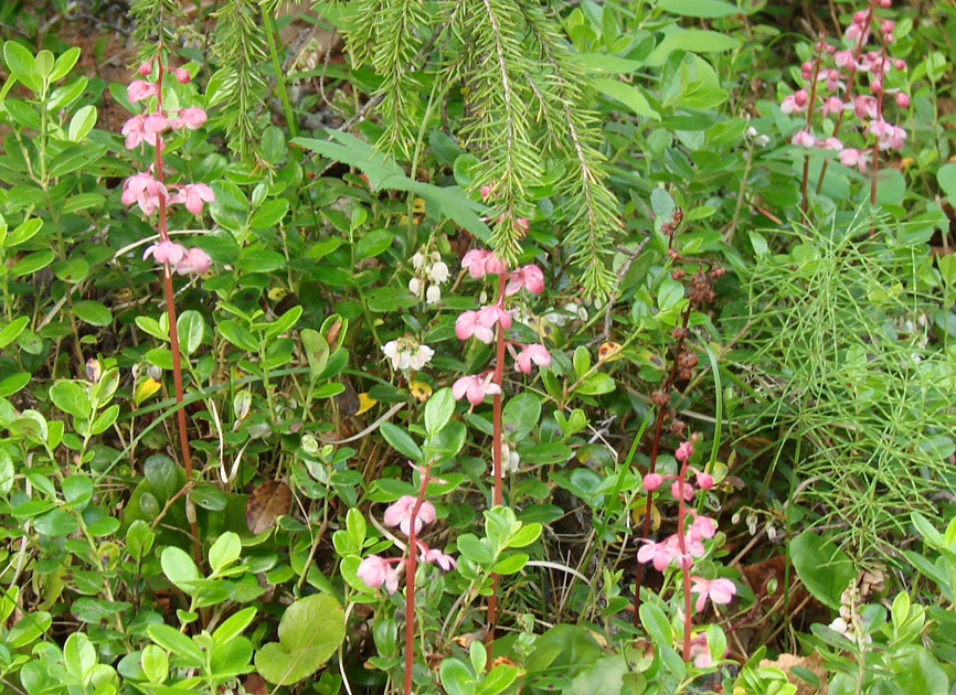Изображение особи Pyrola incarnata.