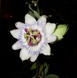 Passiflora caerulea