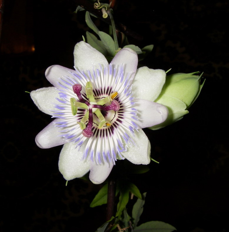 Image of Passiflora caerulea specimen.