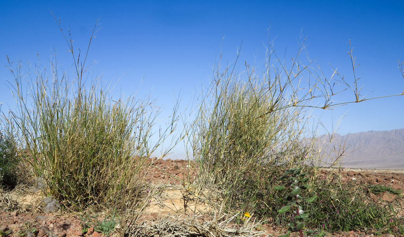 Изображение особи Panicum turgidum.