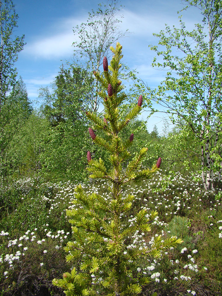 Изображение особи Picea obovata.