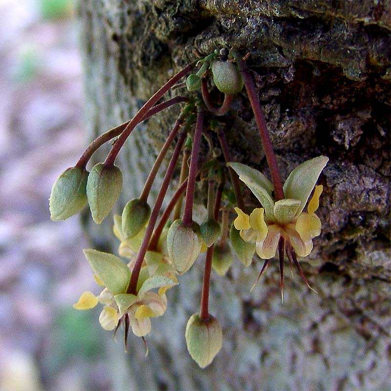 Image of Theobroma cacao specimen.