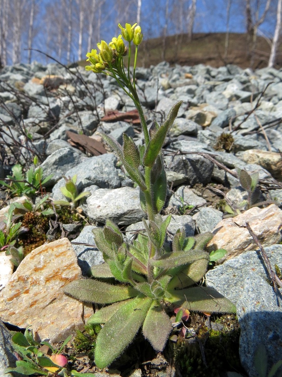 Image of Draba nemorosa specimen.