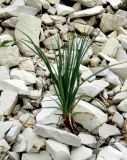 Asphodeline taurica
