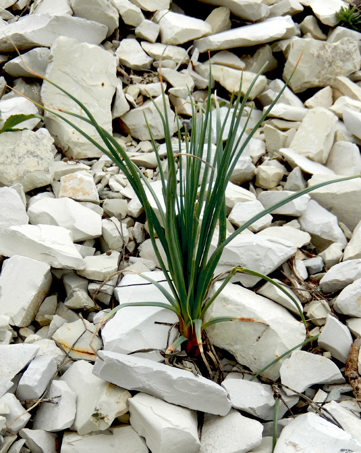 Изображение особи Asphodeline taurica.