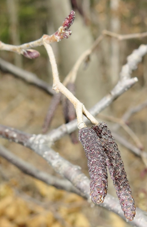 Изображение особи Alnus hirsuta.