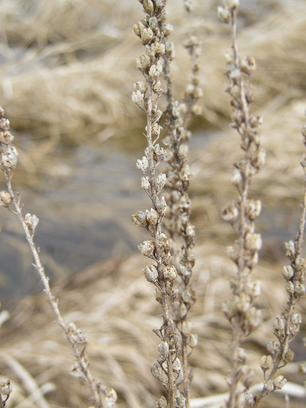 Image of Veronica longifolia specimen.