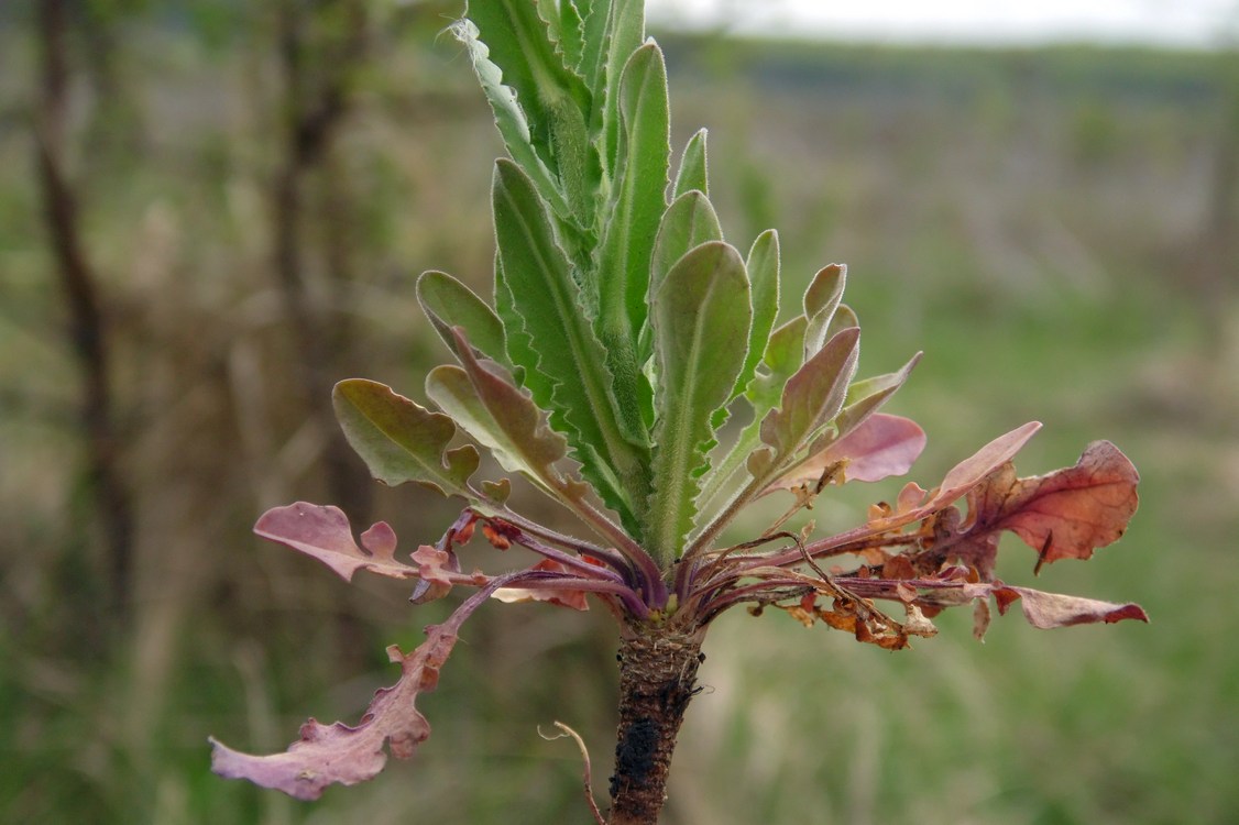 Image of Lepidium campestre specimen.