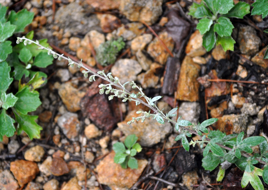 Изображение особи Artemisia saitoana.