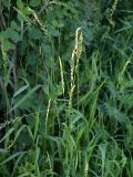 Elytrigia repens. Цветущее растение. Санкт-Петербург, Пискарёвский парк. 05.07.2009.