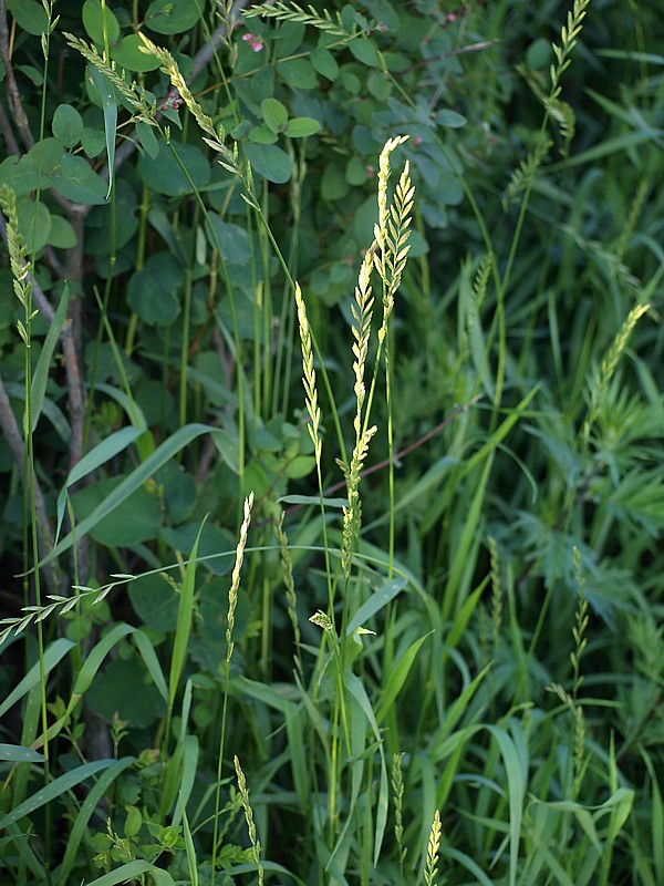 Изображение особи Elytrigia repens.