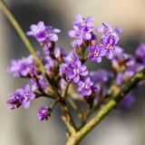 Limonium narbonense