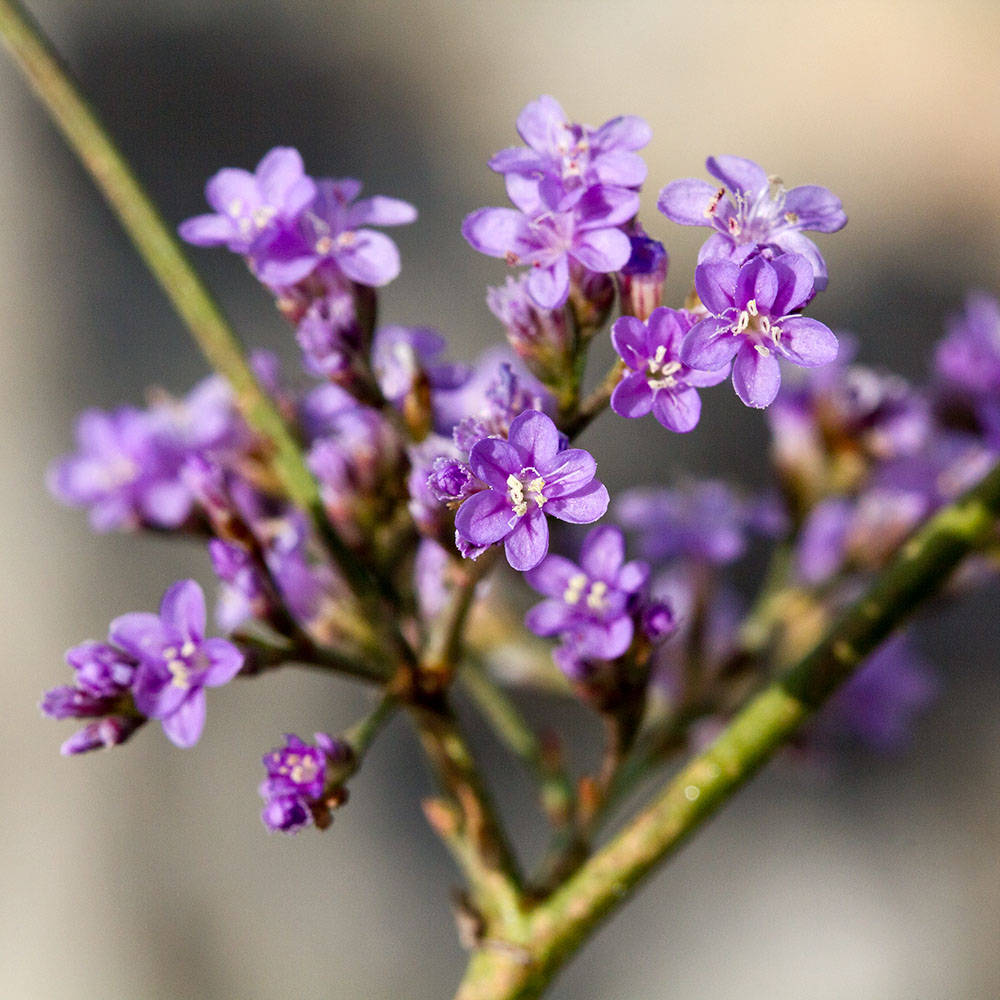 Image of Limonium narbonense specimen.