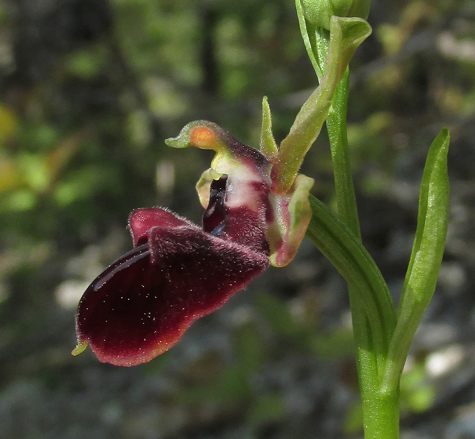 Изображение особи Ophrys mammosa.