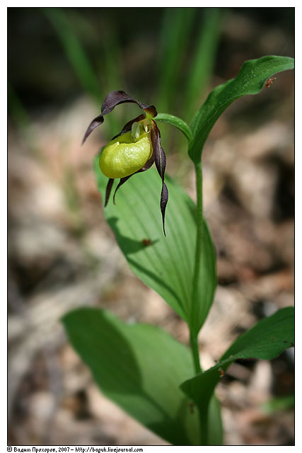 Image of Cypripedium calceolus specimen.