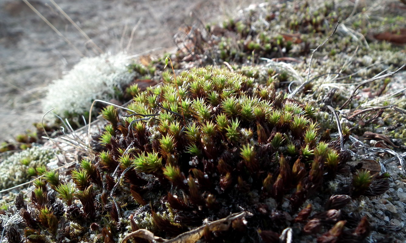 Изображение особи Polytrichum juniperinum.