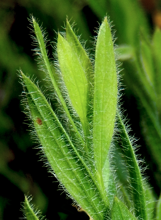 Image of Genista humifusa specimen.