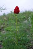 Paeonia tenuifolia